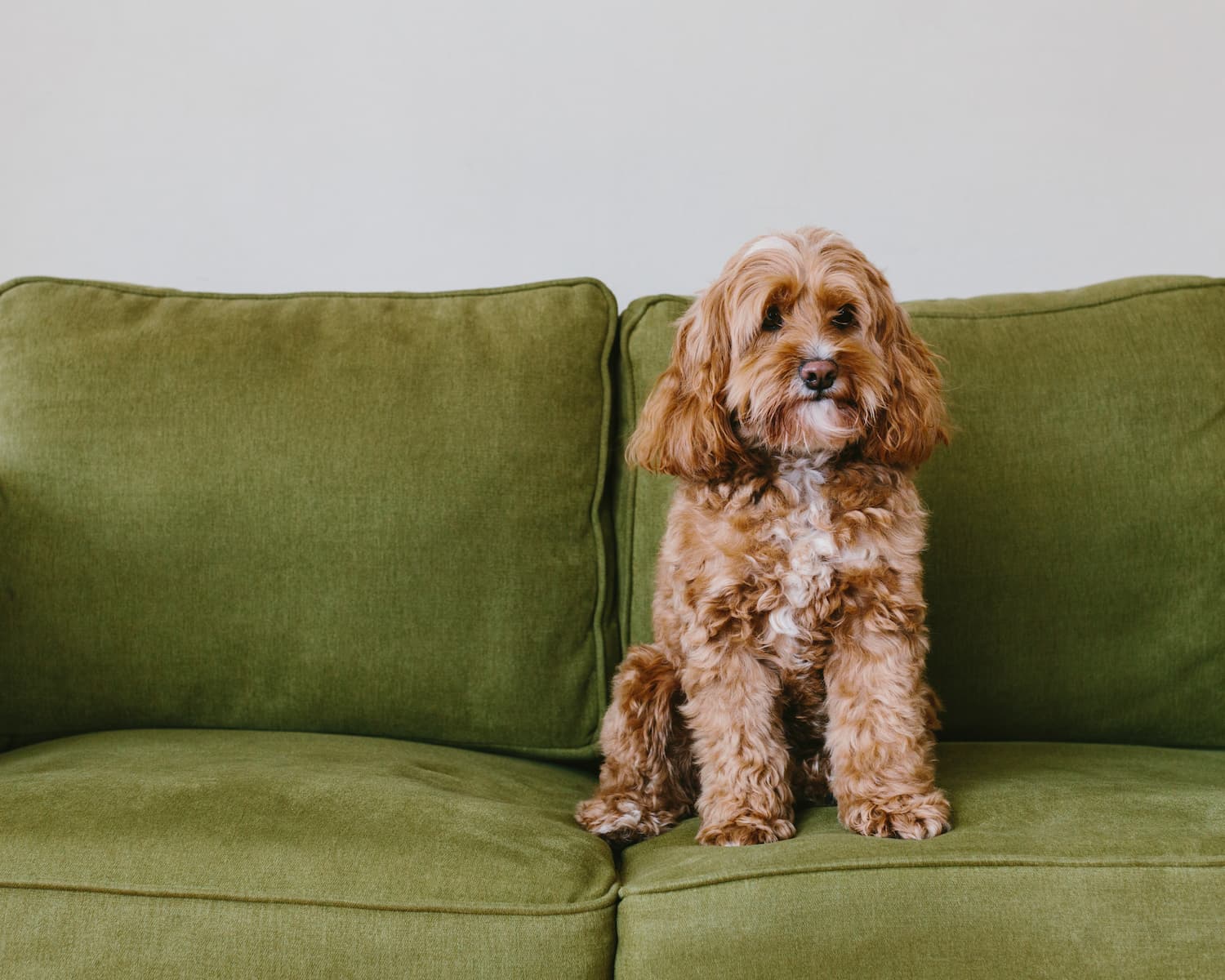 A small brown and white dog sits on a green couch against a plain light-colored wall.