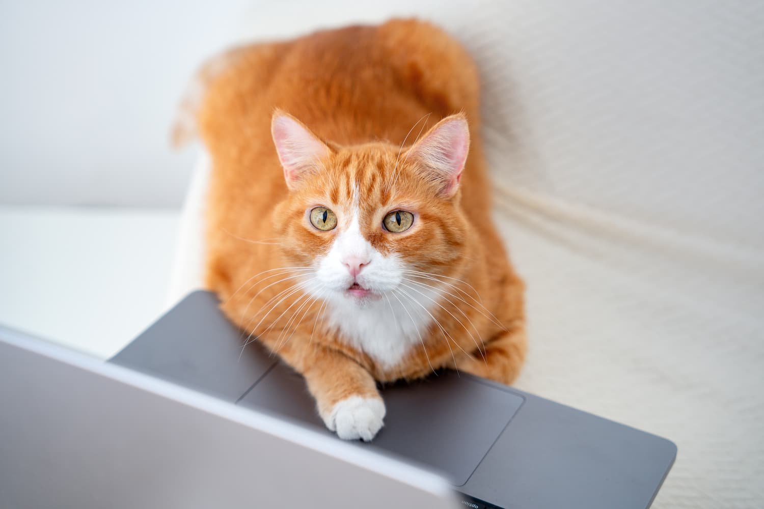 An orange and white cat sits on a couch with one paw resting on a laptop keyboard, looking directly at the camera.