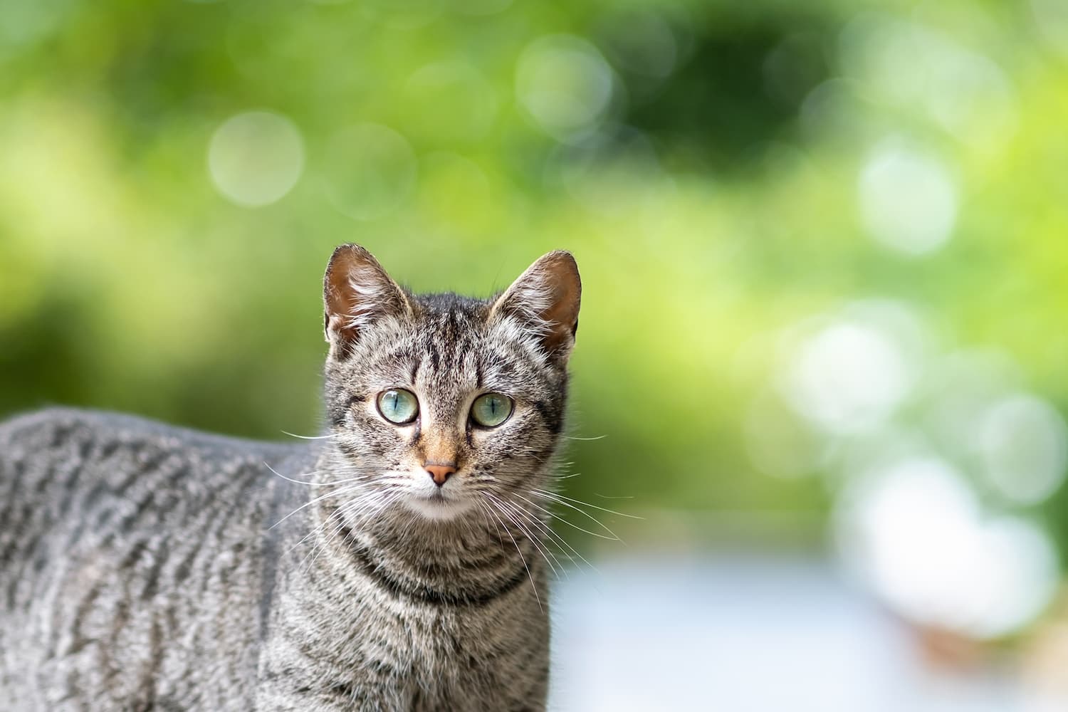 A gray tabby cat with green eyes stands outdoors, looking at the camera, with a blurred green background.