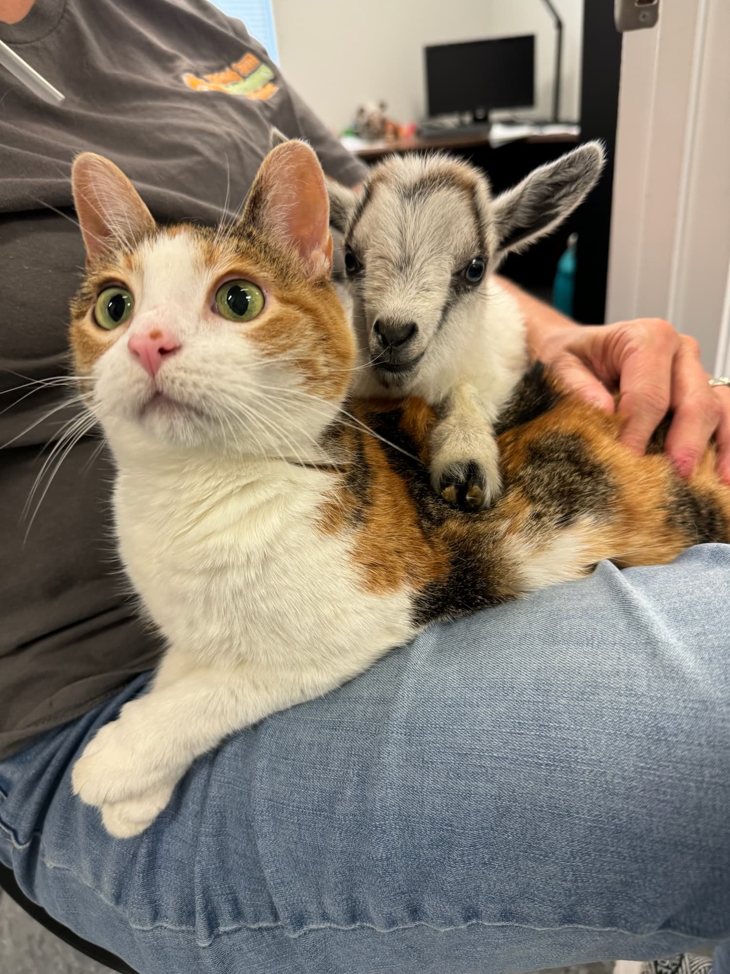 A calico cat sits on a person's lap with a baby goat resting its front legs and head on the cat's back.