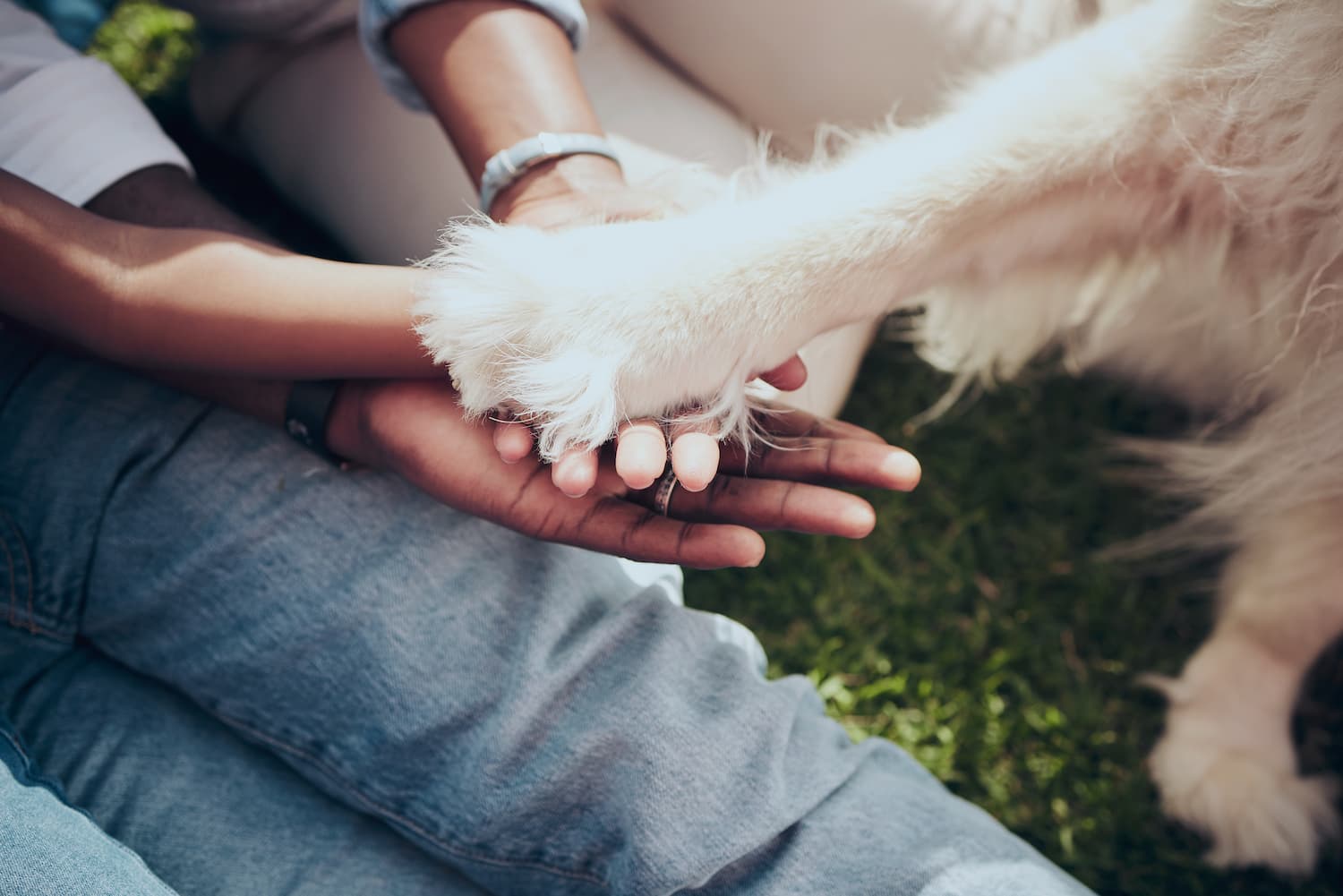 Close-up of two people sitting on grass, hands stacked with a large dog’s paw resting on top.
